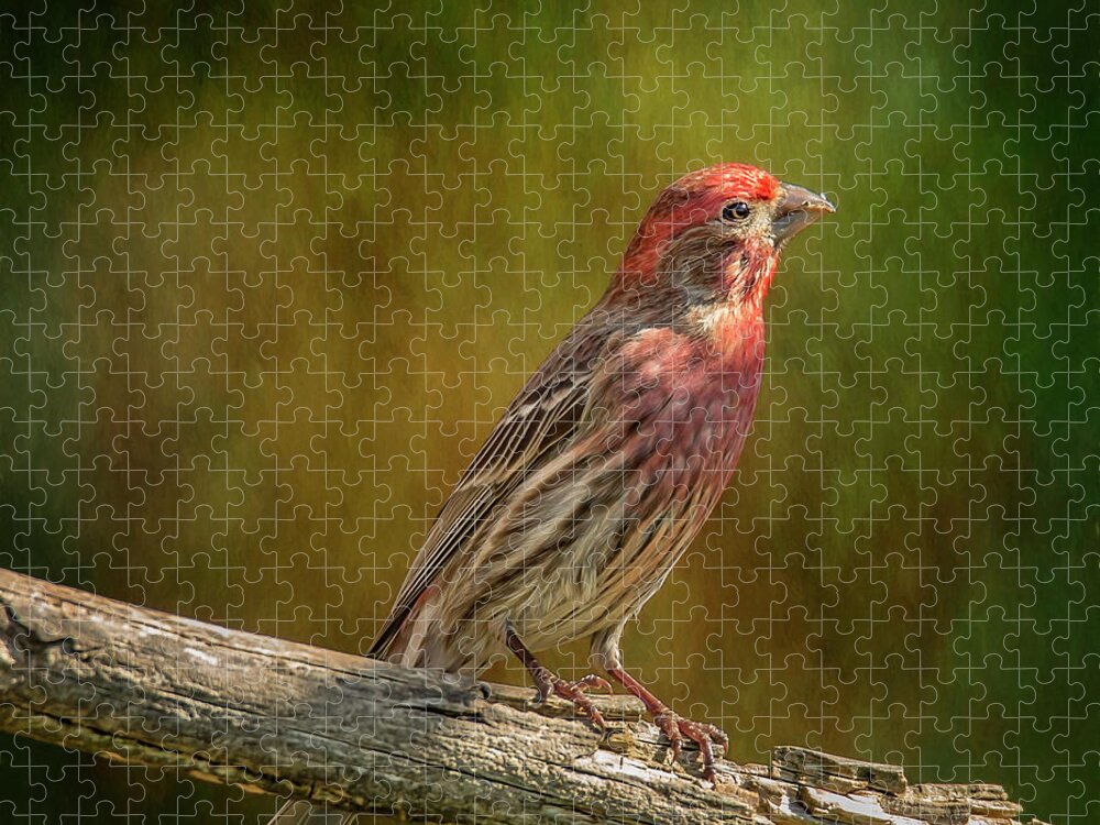 Chordata Jigsaw Puzzle featuring the photograph Proud Mr Finch on Perch by Bill and Linda Tiepelman