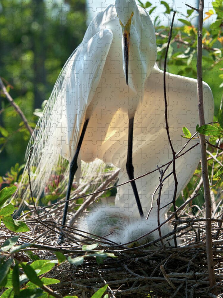 Birds Jigsaw Puzzle featuring the photograph Providing A Little Shade by Christopher Holmes