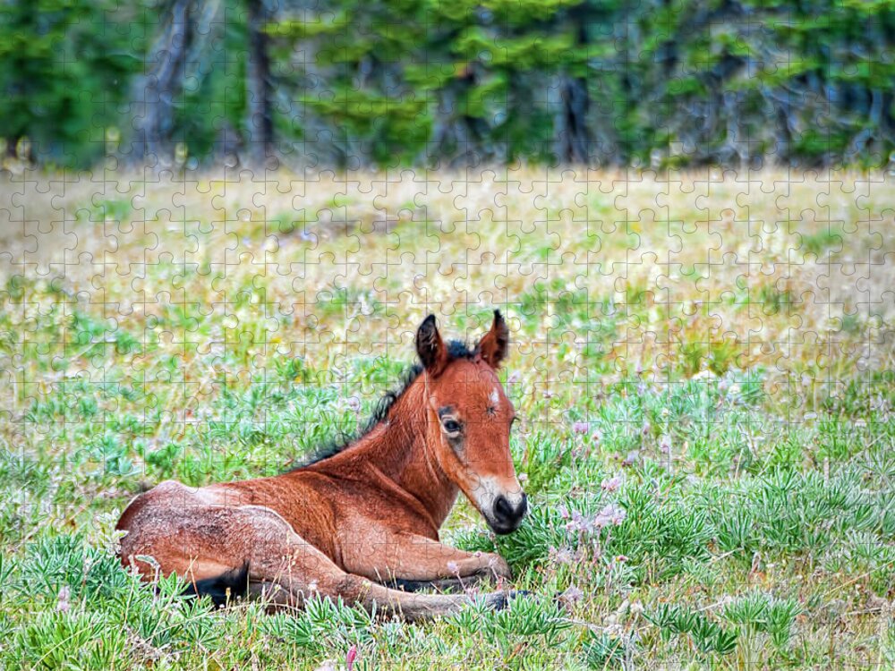 Pryor Mountain Mustangs Jigsaw Puzzle featuring the photograph Pryor Mountaina Foal by Gary Beeler