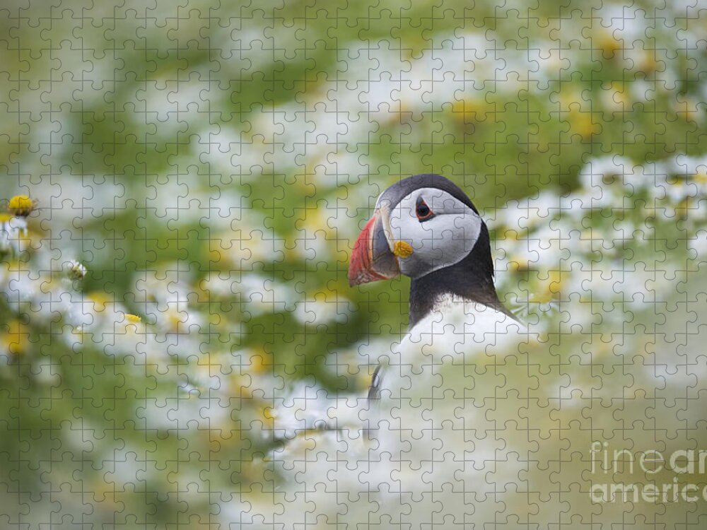 Atlantic Jigsaw Puzzle featuring the photograph Puffin by Tim Gainey