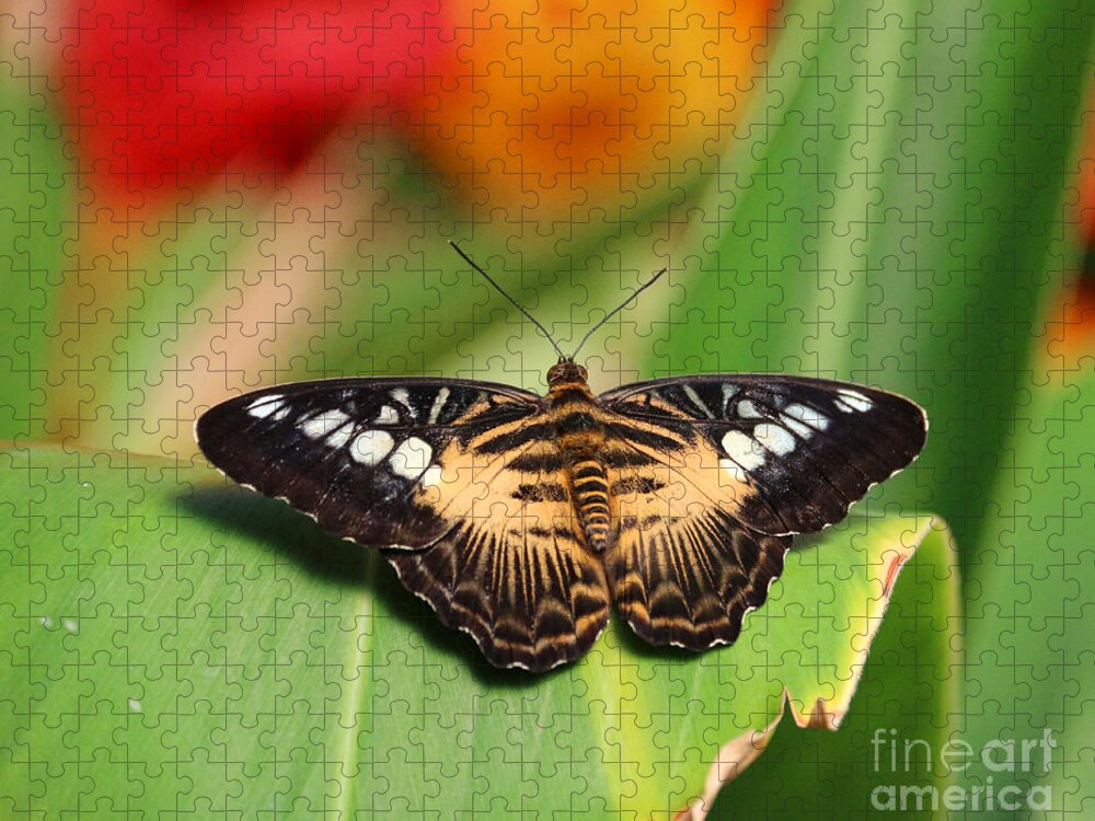 Buttterfly Jigsaw Puzzle featuring the photograph Pumpkin Head Butterfly 7414 by Jack Schultz