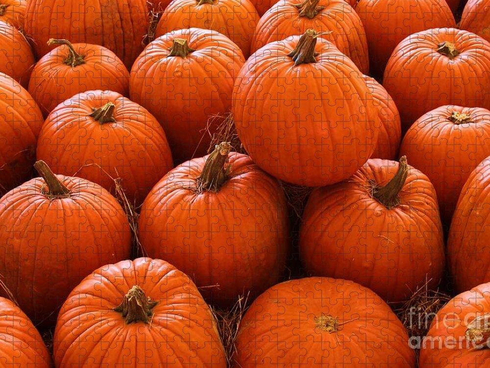 Photo For Sale Jigsaw Puzzle featuring the photograph Pumpkin Parch 3 by Robert Wilder Jr
