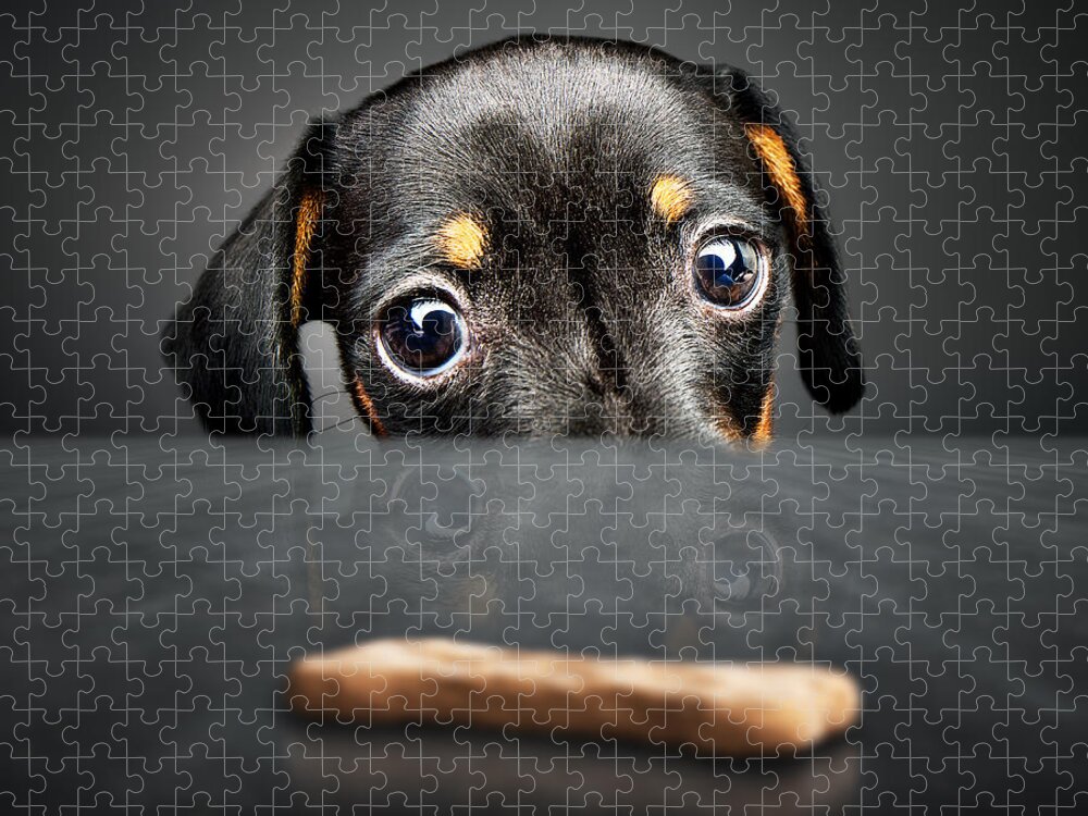 Puppy Jigsaw Puzzle featuring the photograph Puppy longing for a treat by Johan Swanepoel