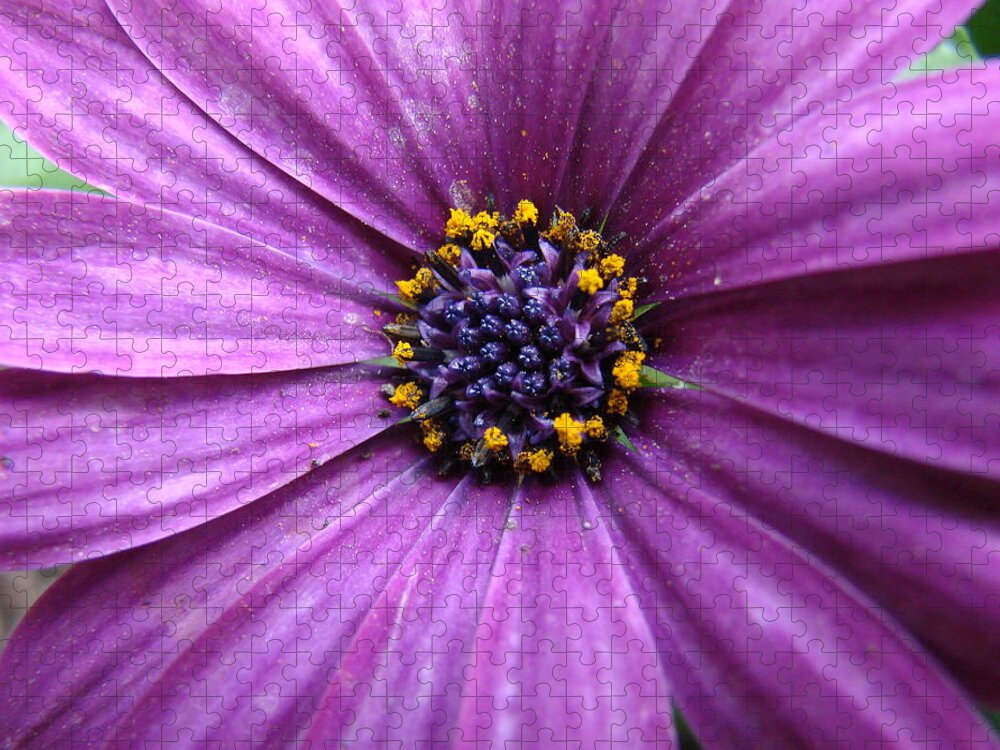 Purple Daisy Jigsaw Puzzle featuring the photograph Purple African Daisy by Mary Halpin