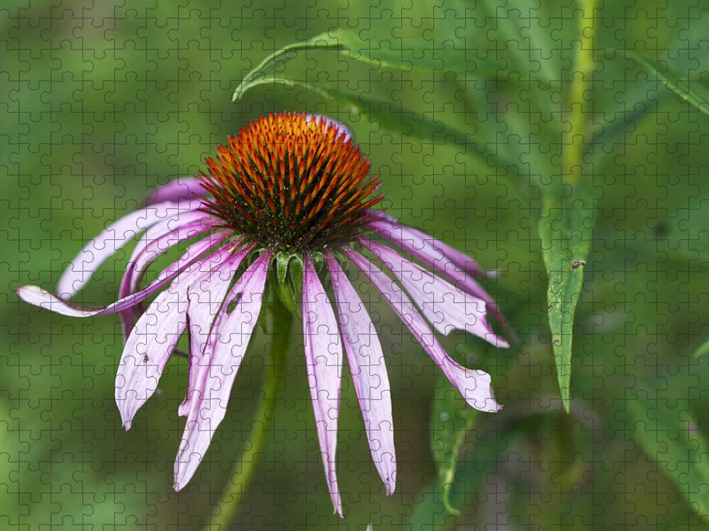 Purple Jigsaw Puzzle featuring the photograph Purple Coneflower Wildflower - Echinacea purpurea by Carol Senske