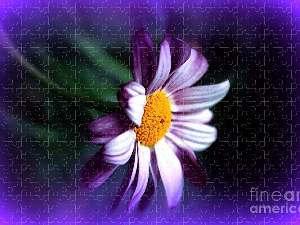 Spring Time Jigsaw Puzzle featuring the photograph Purple Daisy Flower by Susanne Van Hulst