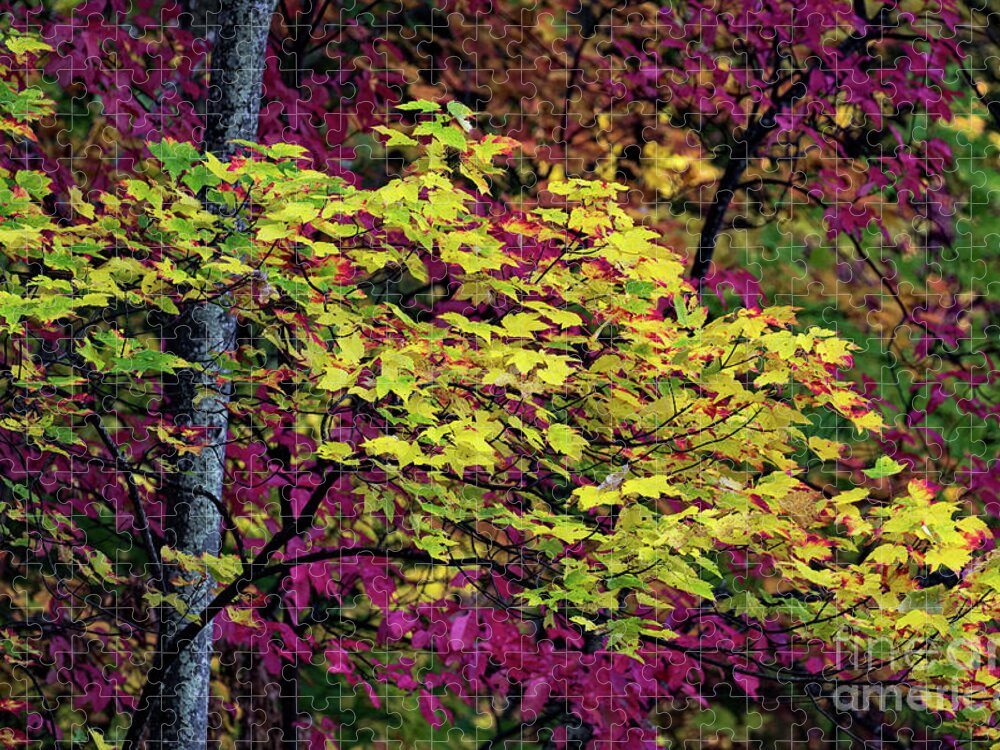 Roaring Fork Jigsaw Puzzle featuring the photograph Purple Gold by Doug Sturgess