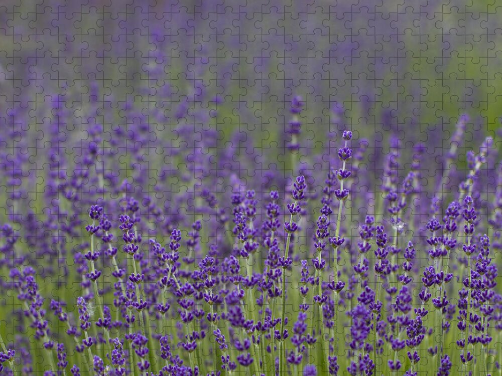 Lavender Jigsaw Puzzle featuring the photograph Purple Haze by Rebecca Cozart