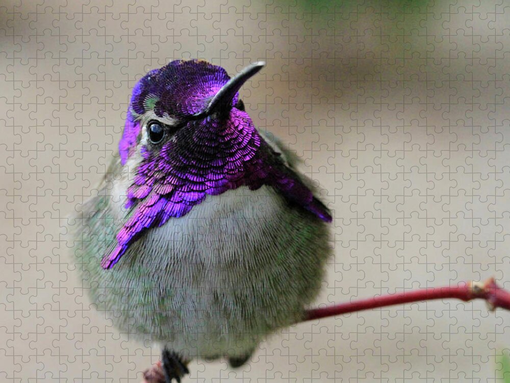 Costa's Hummingbird Jigsaw Puzzle featuring the photograph Purple Head by Shoal Hollingsworth