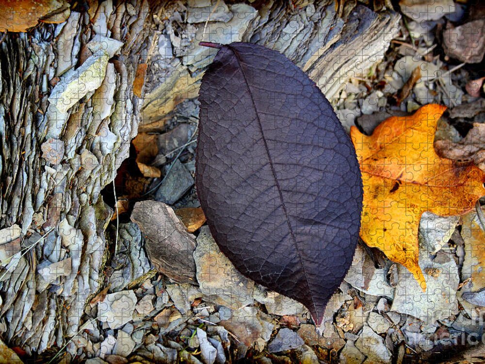Season Jigsaw Puzzle featuring the photograph Purple Leaf in Autumn by Karen Adams