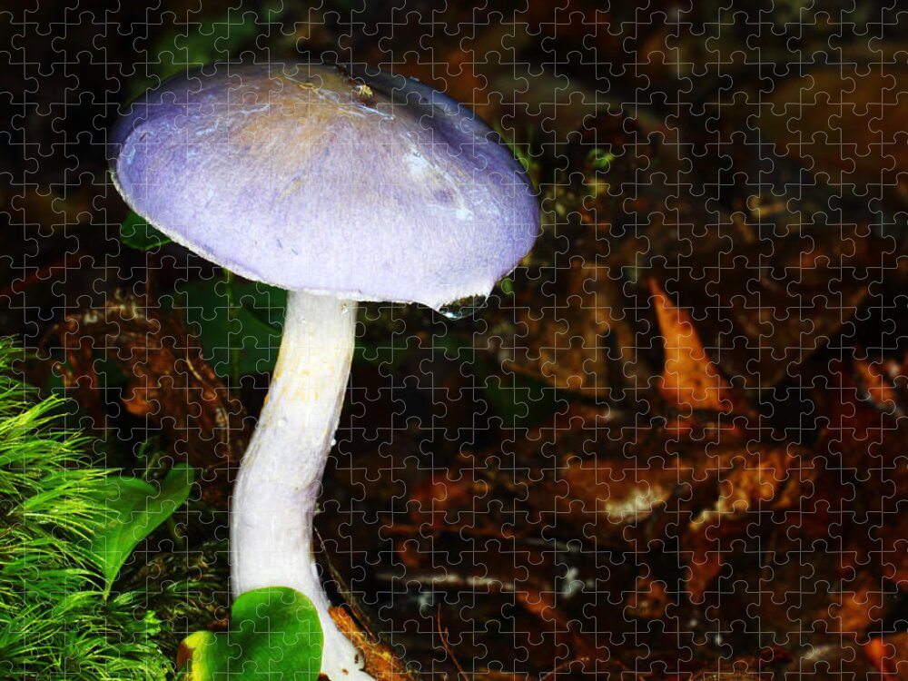 Russula Cyanoxantha Jigsaw Puzzle featuring the photograph Purple Mushroom Russula Cyanoxantha by Andrew Pacheco