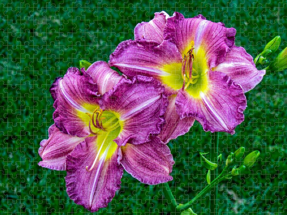Flowers Jigsaw Puzzle featuring the photograph Purple Pair by Nathan Little