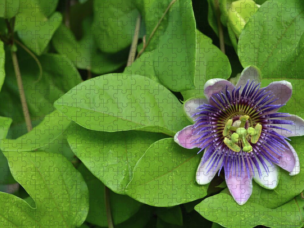 Passion Flower Jigsaw Puzzle featuring the photograph Purple Passion Floral by Aimee L Maher ALM GALLERY