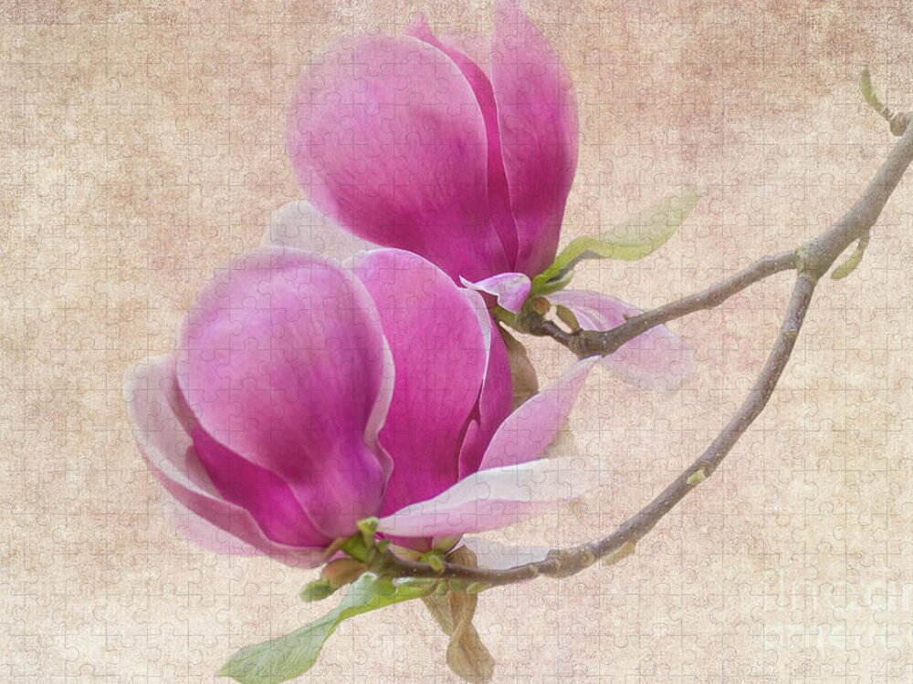 Magnolia Jigsaw Puzzle featuring the photograph Purple Tulip Magnolia by Heiko Koehrer-Wagner
