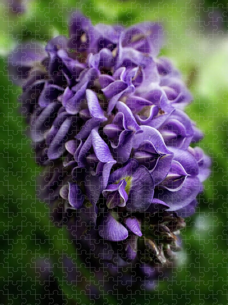 Wisteria Jigsaw Puzzle featuring the photograph Purple Wisteria by Greg and Chrystal Mimbs