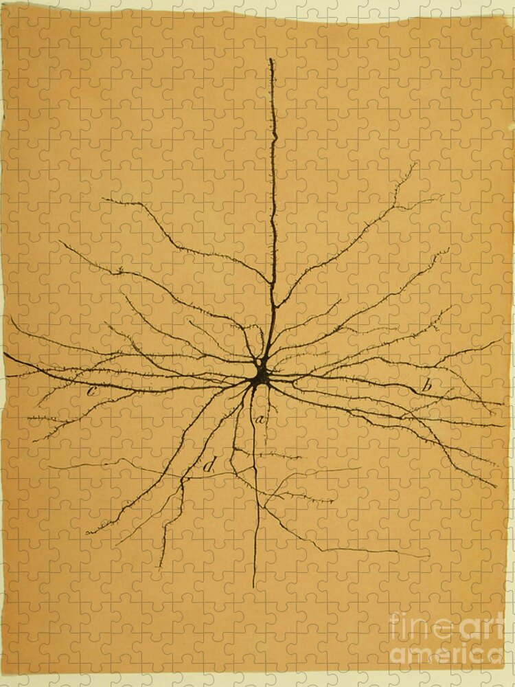 Pyramidal Cell Jigsaw Puzzle featuring the photograph Pyramidal Cell In Cerebral Cortex, Cajal by Science Source