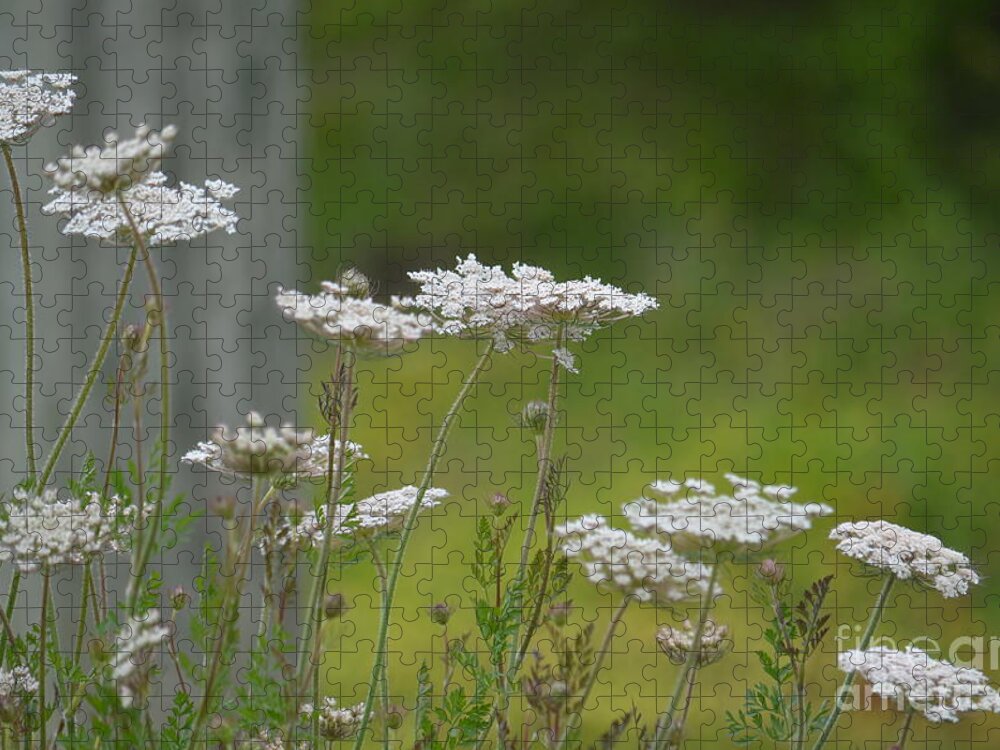 Queen Anne Lace Wildflowers Jigsaw Puzzle featuring the photograph Queen Anne Lace Wildflowers by Maria Urso