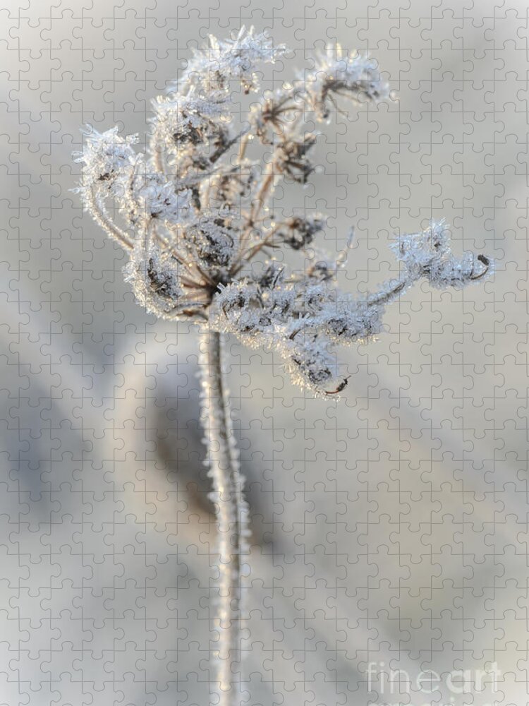 Queen Anne's Lace Jigsaw Puzzle featuring the photograph Queen Anne's Lace Covered in Frost by Tamara Becker