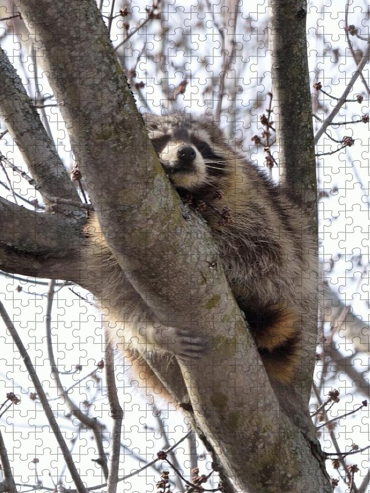 Raccoon Jigsaw Puzzle featuring the photograph Afternoon Nap-Raccoon up a Tree by David Porteus