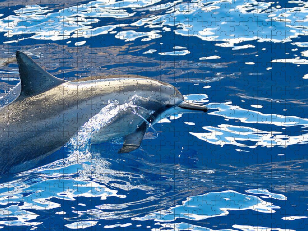Spinner Dolphin Jigsaw Puzzle featuring the photograph Race You by Susan Rissi Tregoning