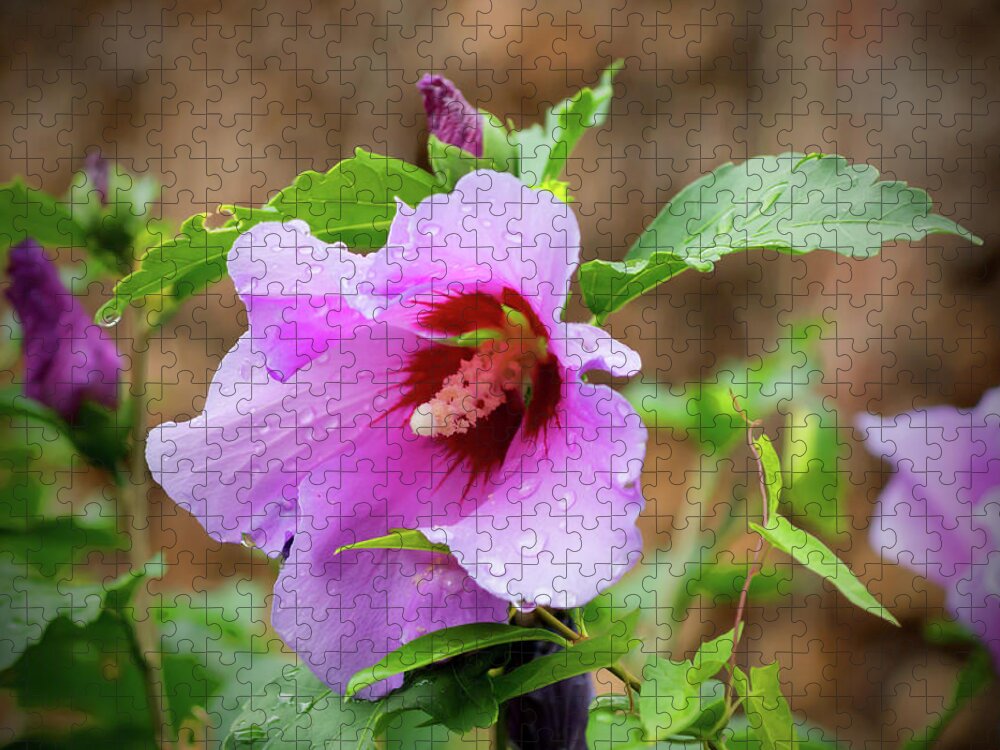 Hibiscus Jigsaw Puzzle featuring the photograph Rain Kissed by Cate Franklyn