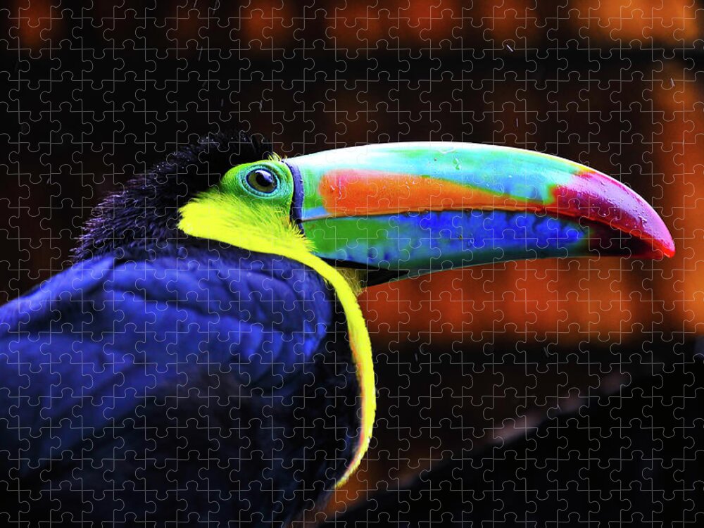 Toucan Photographs Jigsaw Puzzle featuring the photograph Rainbow Toucan by Harry Spitz