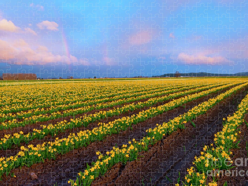 Daffodils Jigsaw Puzzle featuring the photograph Rainbows, Daffodils and Sunset by Michael Dawson