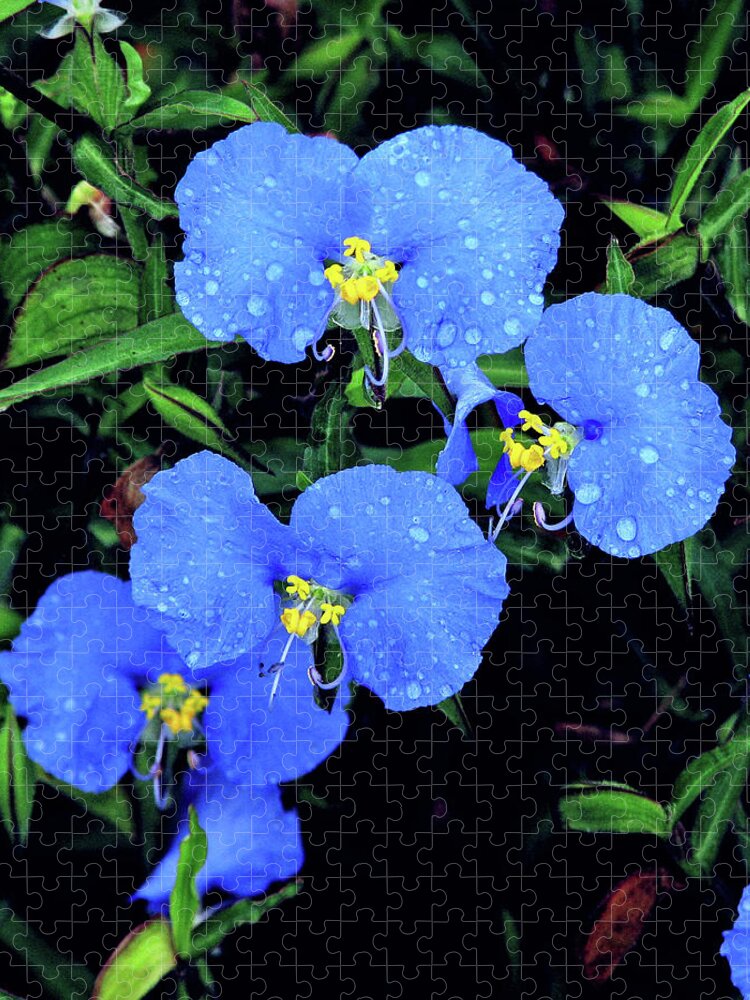 Nature Jigsaw Puzzle featuring the photograph Raindrops in Blue by Peggy Urban