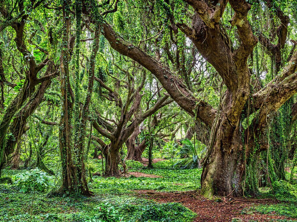 Rainforest Jigsaw Puzzle featuring the photograph Rainforest Trees by Kelley King