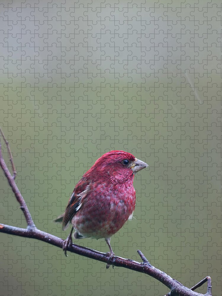 Nature Jigsaw Puzzle featuring the photograph Rainy Day Finch by Sue Capuano