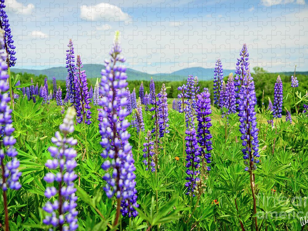 Maine Jigsaw Puzzle featuring the photograph Rangeley, ME -A Field of Lupines by Alana Ranney