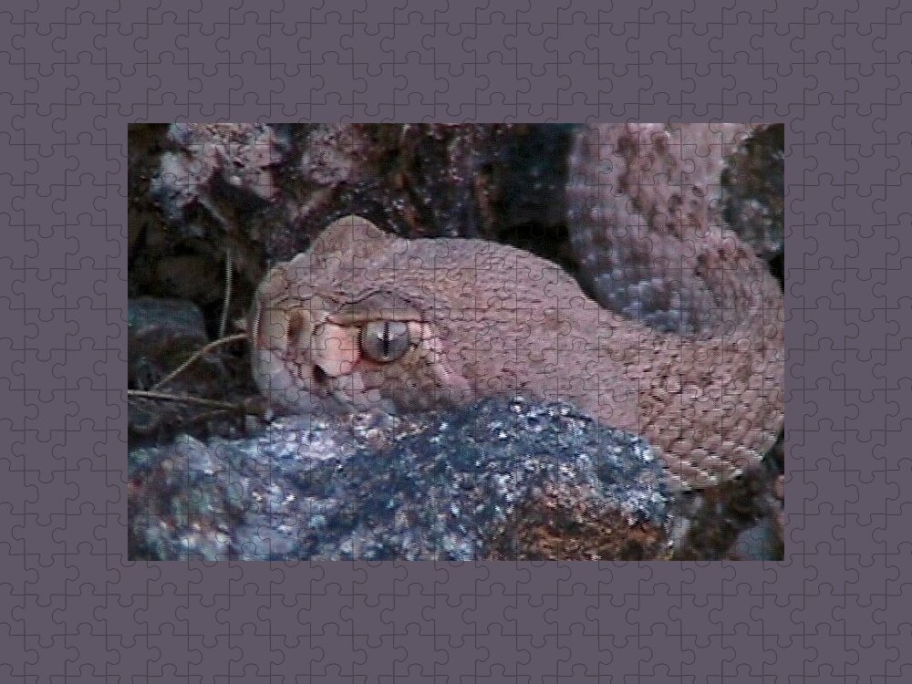  Rattlers Jigsaw Puzzle featuring the photograph Rattlesnake Portrait by Judy Kennedy