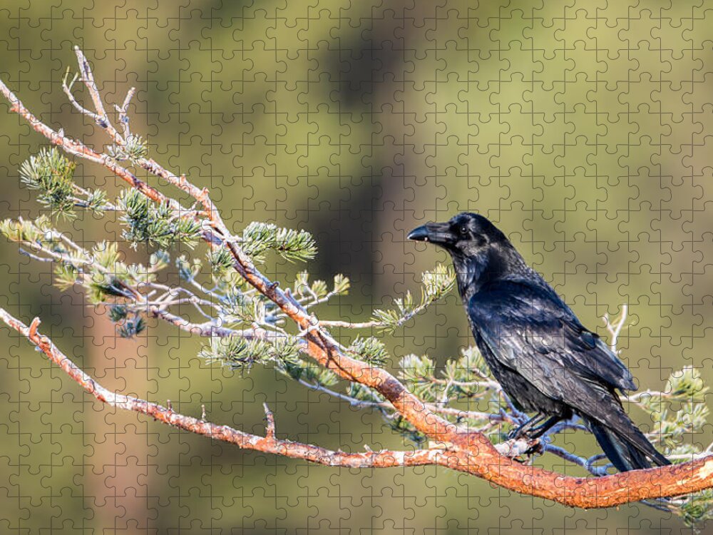 Raven Jigsaw Puzzle featuring the photograph Raven by Torbjorn Swenelius
