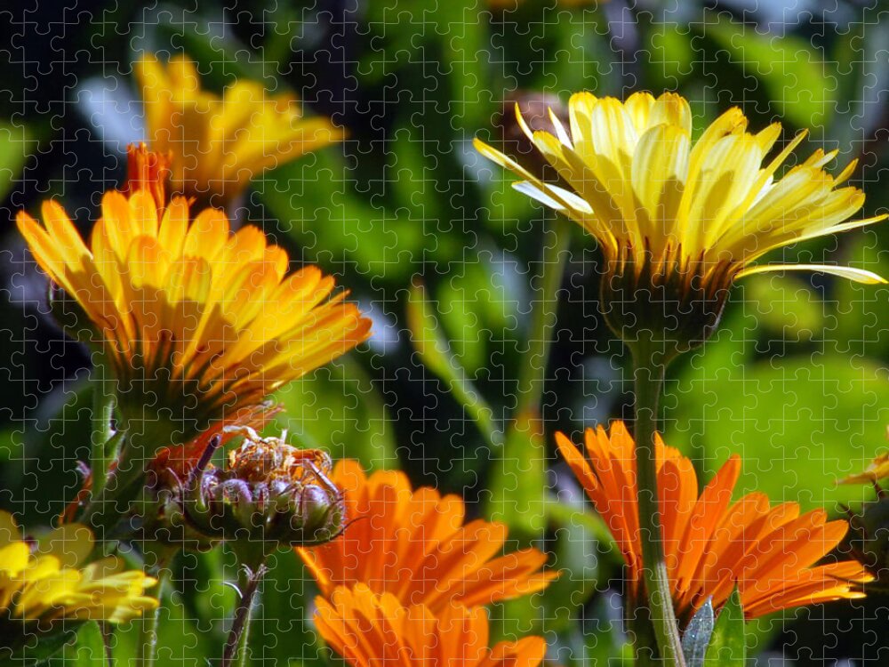 Flower Jigsaw Puzzle featuring the photograph Reach for the Sun 1 by Amy Fose