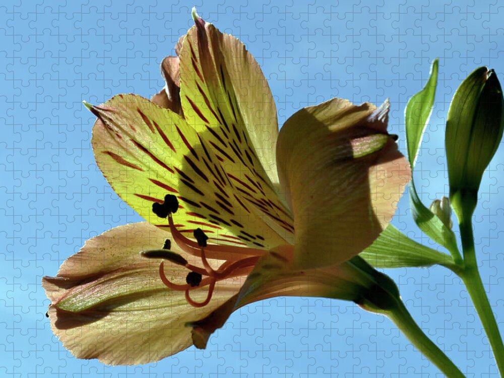 Peruvian Lily Jigsaw Puzzle featuring the photograph Reach To The Sky. by Terence Davis