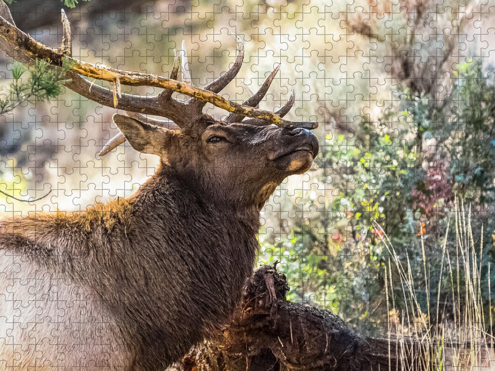 Bull Elk Jigsaw Puzzle featuring the photograph Ready For Rut by Yeates Photography