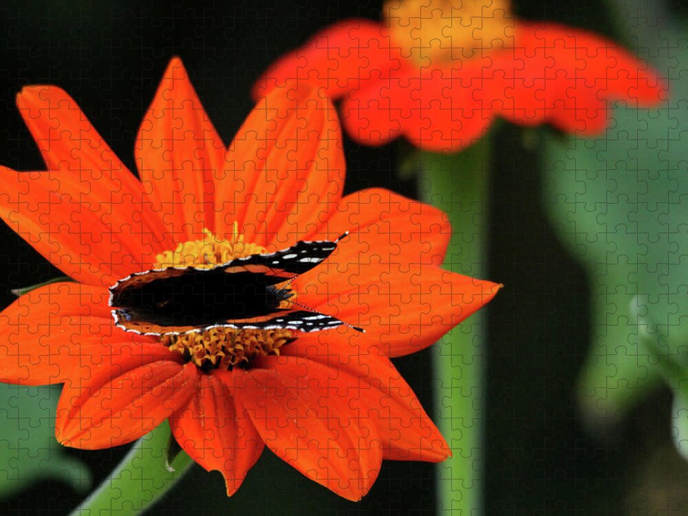Butterfly Jigsaw Puzzle featuring the photograph Red Admiral Nectaring On Tithonia by Debbie Oppermann