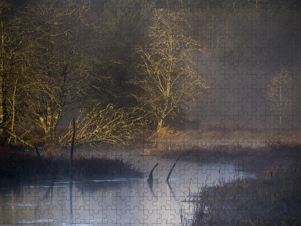 Slough Jigsaw Puzzle featuring the photograph Red Alder Along Colewort Creek by Robert Potts