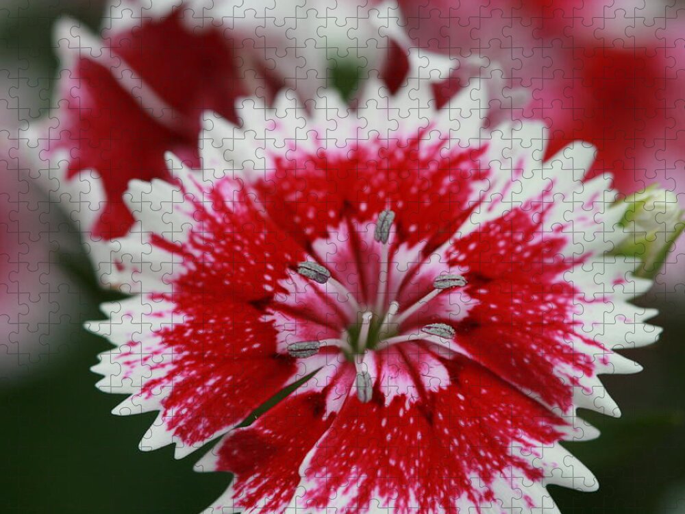 Flowers Jigsaw Puzzle featuring the photograph Red and white flower by Tim Stanley