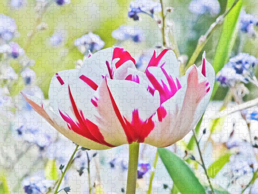 Red And White Tulip Jigsaw Puzzle featuring the photograph Red and White Tulip by Terri Waters
