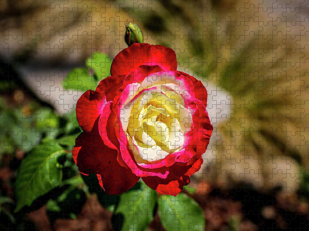 Rose Jigsaw Puzzle featuring the photograph Red and Yellow Rose by Gene Parks