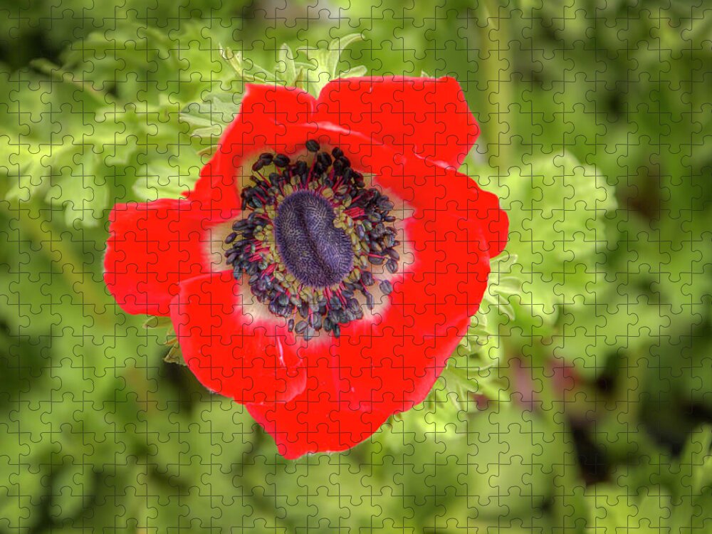 Ranunculaceae Jigsaw Puzzle featuring the photograph Red Anemone 0688 by Kristina Rinell