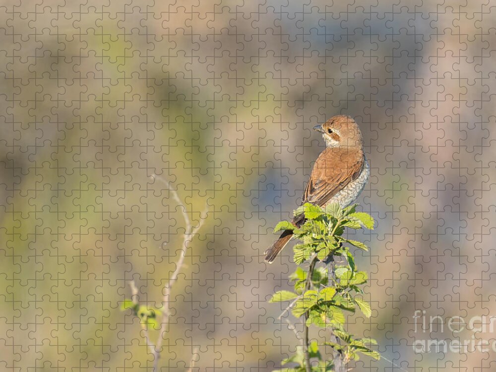 Animalia Jigsaw Puzzle featuring the photograph Red-backed shrike female Axios River Delta Greece by Jivko Nakev