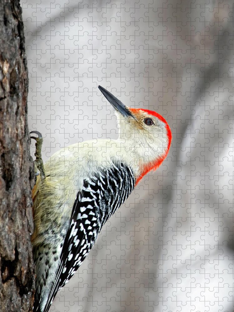 Birds Jigsaw Puzzle featuring the photograph Red-bellied Woodpecker by Al Mueller