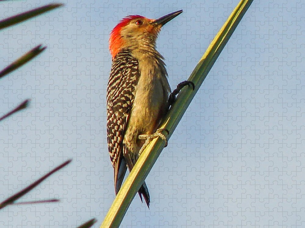 Bird Jigsaw Puzzle featuring the photograph Red-bellied Woodpecker by Carl Moore