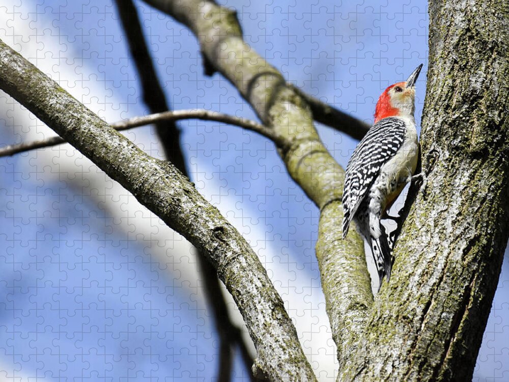 Birds Jigsaw Puzzle featuring the photograph Red-bellied Woodpecker by Gary Wightman