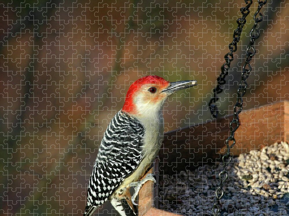 Woodpecker Jigsaw Puzzle featuring the photograph Red-Bellied Woodpecker by Karol Livote