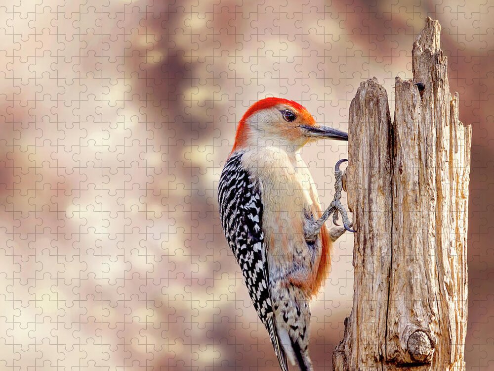 Red-bellied Woodpecker Jigsaw Puzzle featuring the photograph Red Belly Soft Bokeh by Bill and Linda Tiepelman