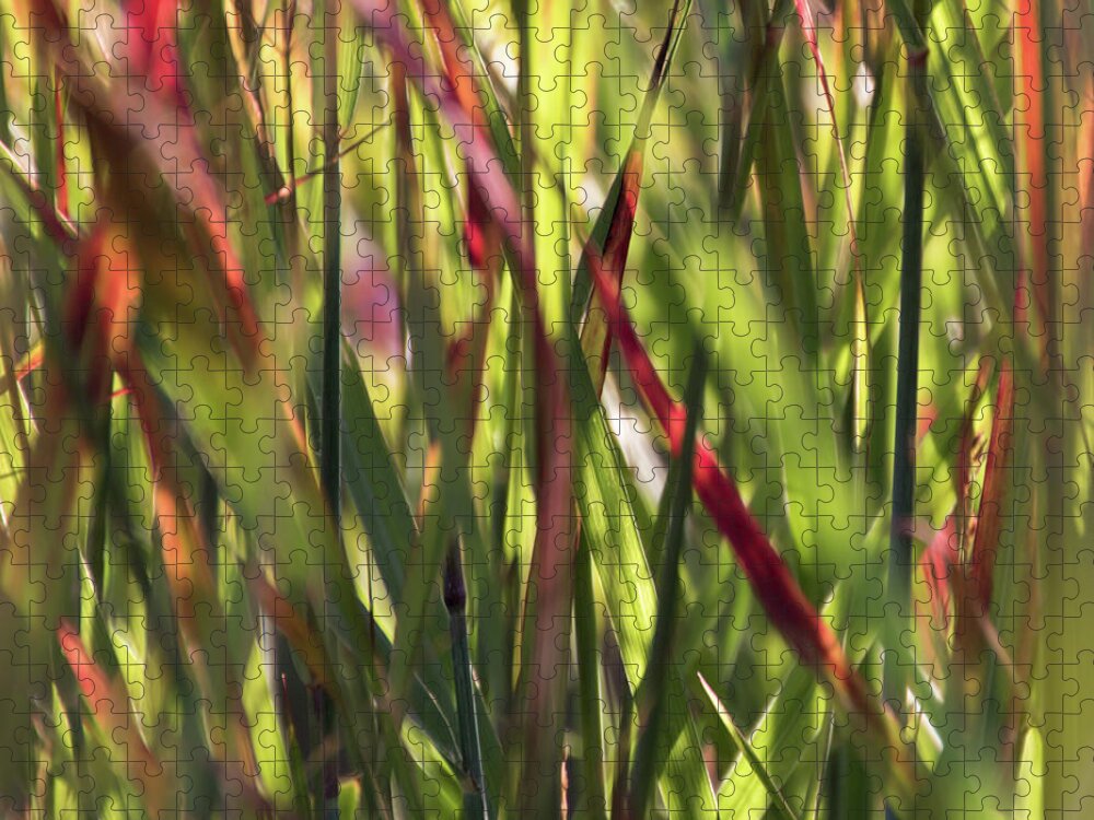 Red Blades Jigsaw Puzzle featuring the photograph Red Blades Among the Green - by Julie Weber