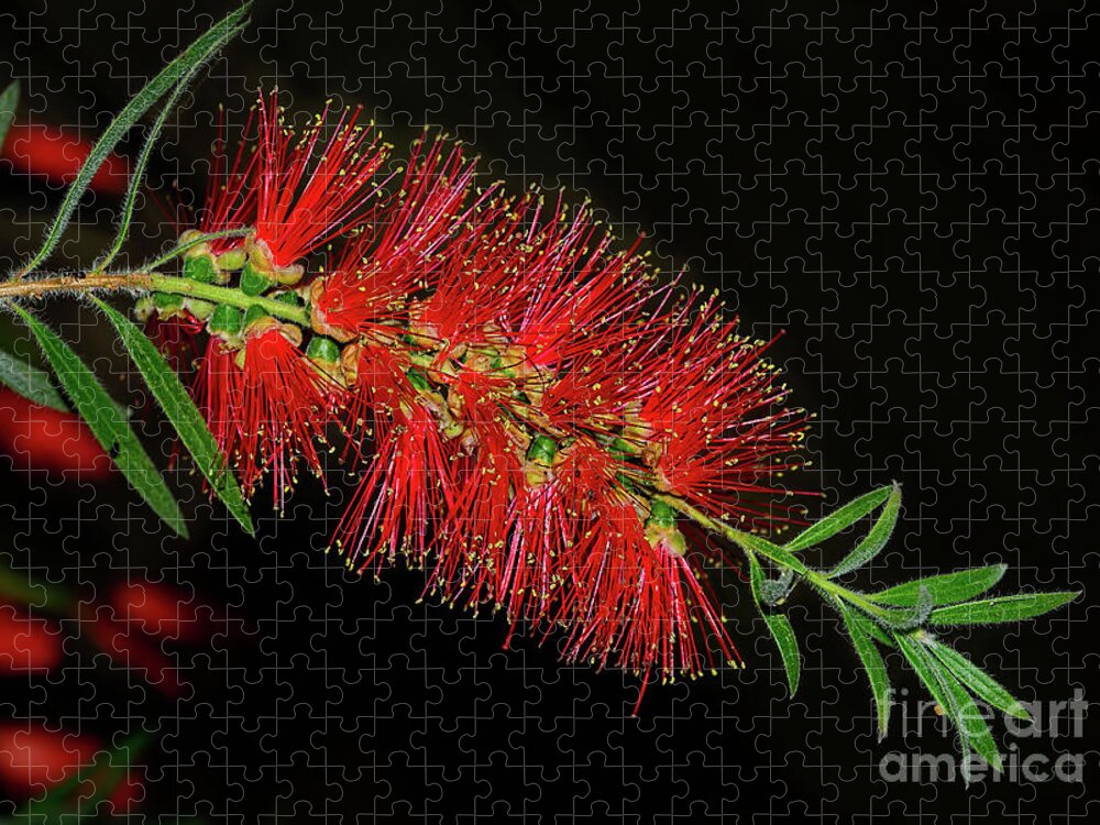 Red Bottlebrush Jigsaw Puzzle featuring the photograph Red Bottlebrush by Kaye Menner by Kaye Menner
